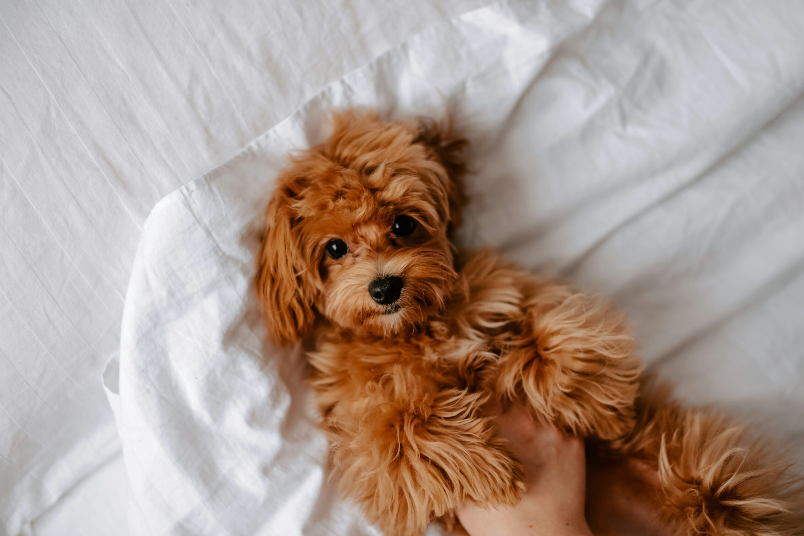 dog friendly hotel