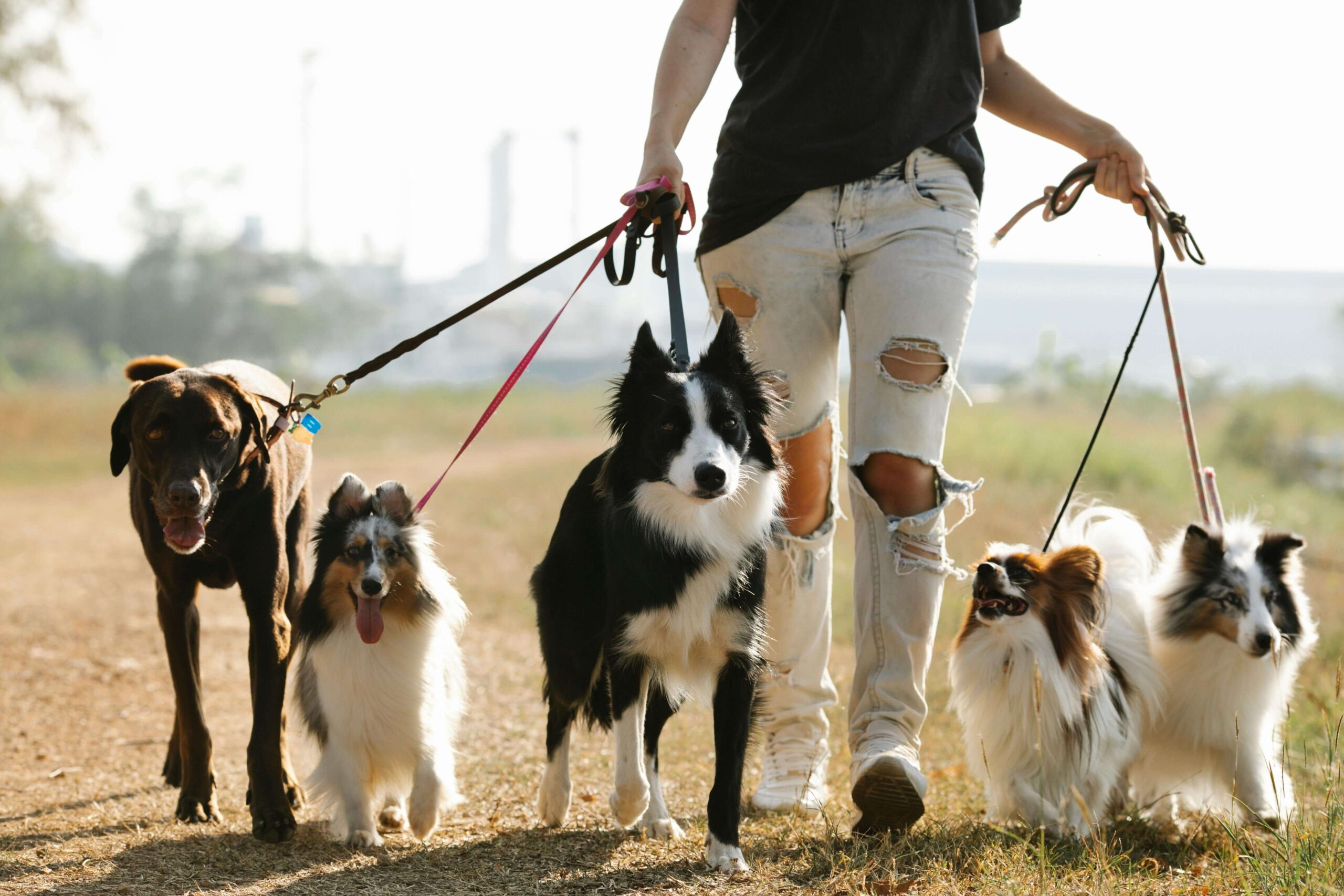 The Best Dog-Friendly Walks Near Pettifers Hotel