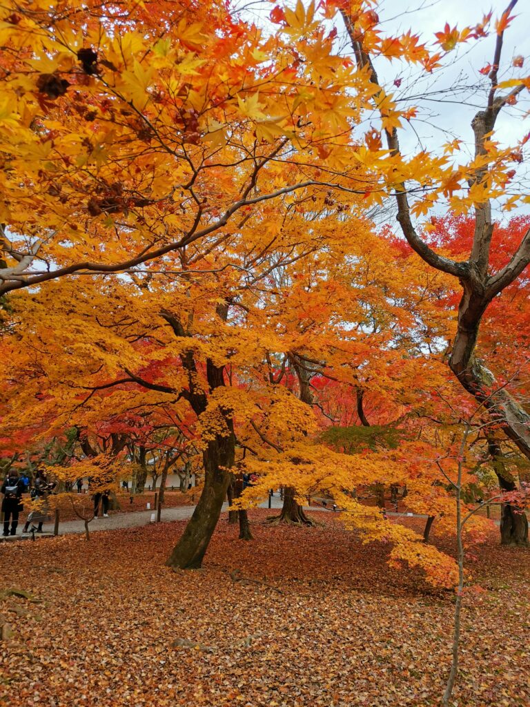 Japanese maples