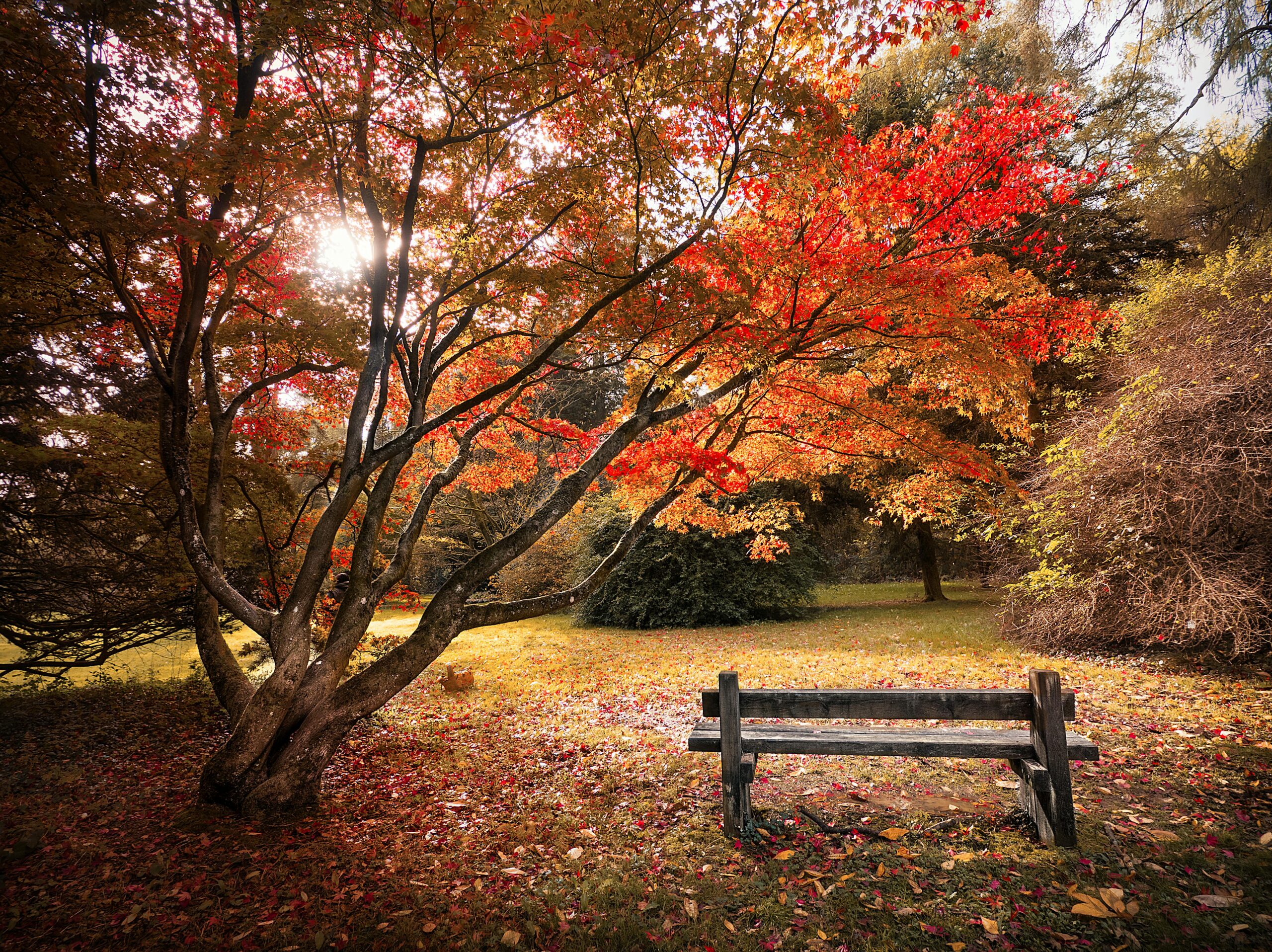 Westonbirt Arboretum in Autumn