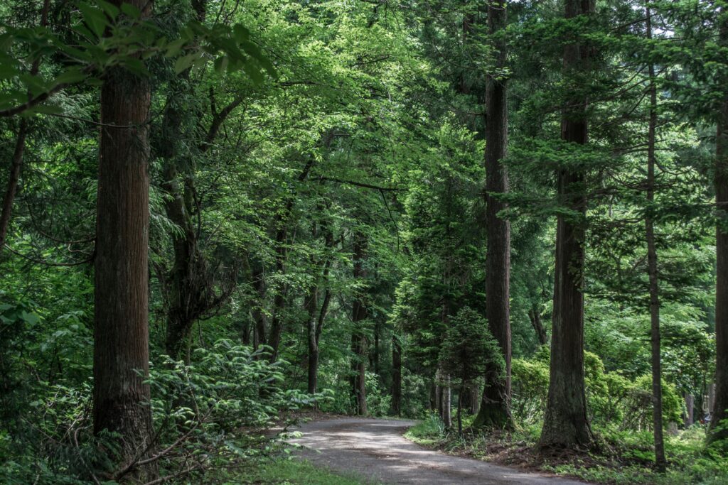 peaceful walk through ancient woodland