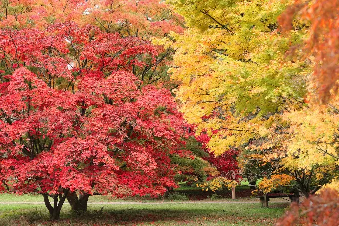 autumn maple trees